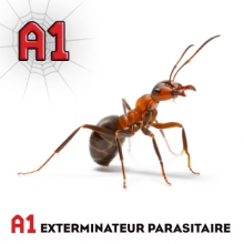 Extermination de fourmis à Longueuil et sur la Rive-sud de Montréal